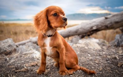 How to Teach My Dog to Sit