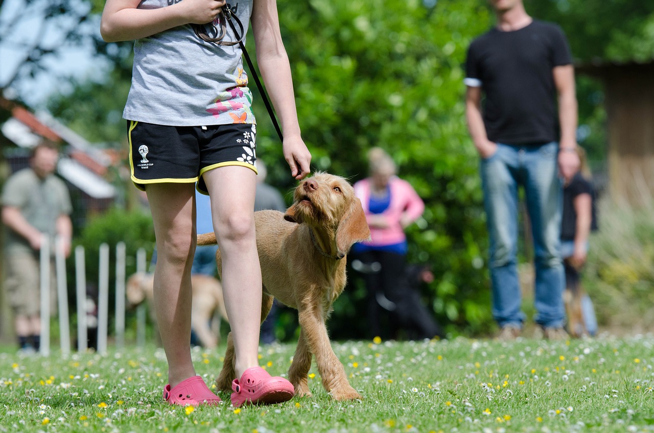 Importance of Balanced Dog Training